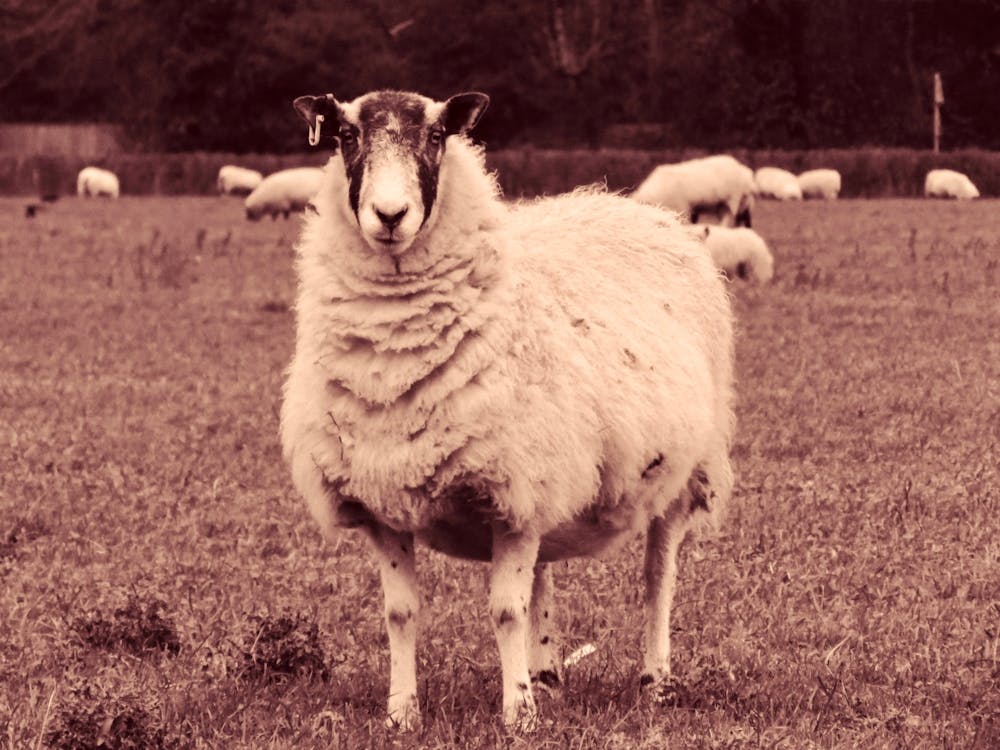 Sheep In A Field 2