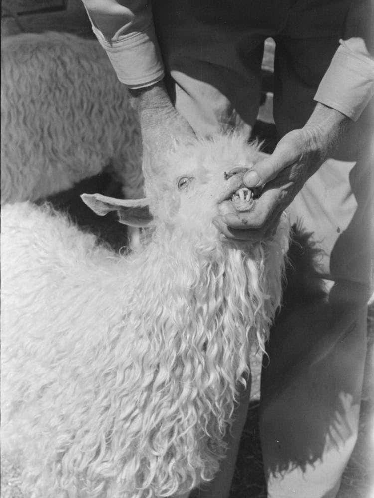 Looking At Goat S Teeth To Determine Its Age On Ranch Of Rehabilitation Borrower, Kimble County, Texas By Russell Lee