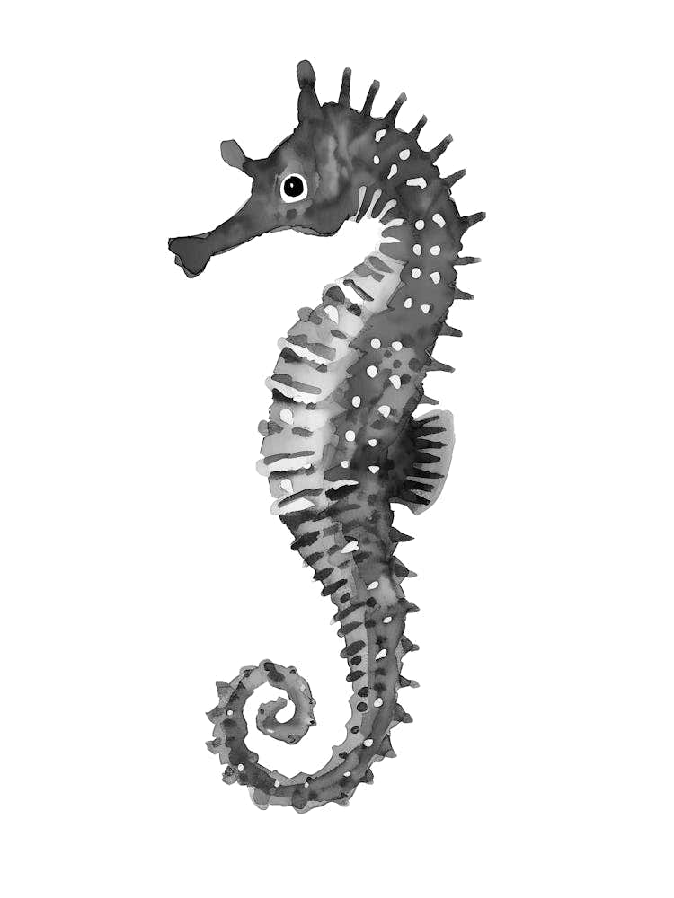 Seahorse 2