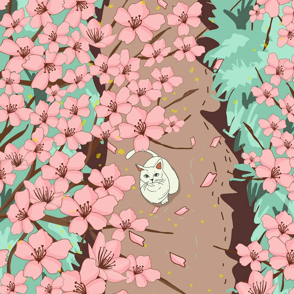 Cherry Blossom Season Sqaure