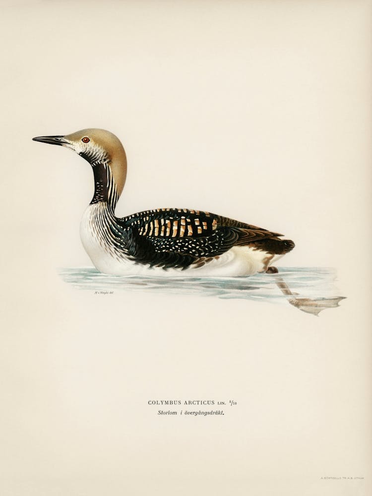 Black Throated Loon, The Von Wright Brothers