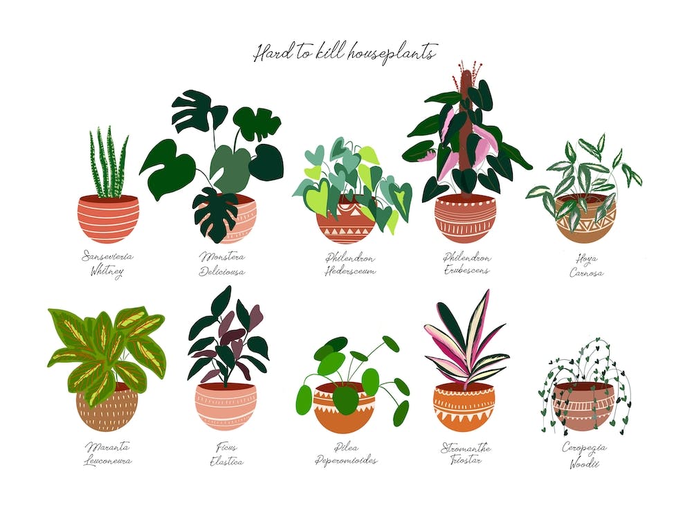 Easy House Plants