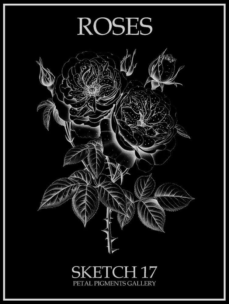 Roses Sketch 17 Poster Inverted