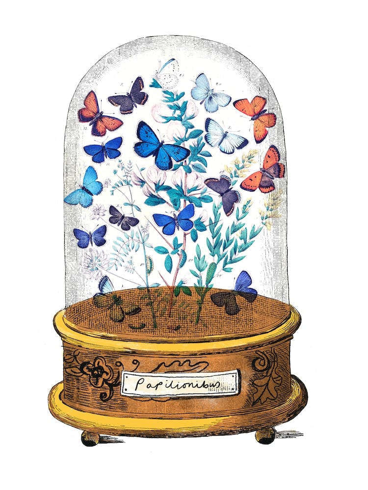 Butterflies Glass Dome White