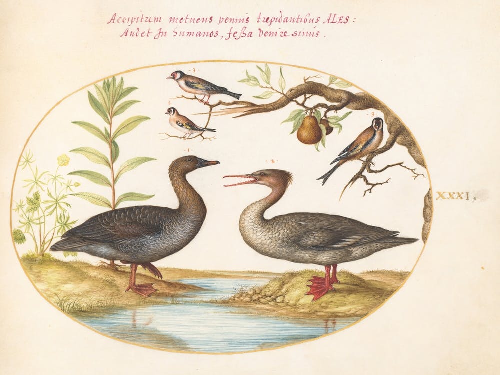 Animalia Volatilia et Amphibia (c. 1575-1580), Joris Hoefnagel (12)