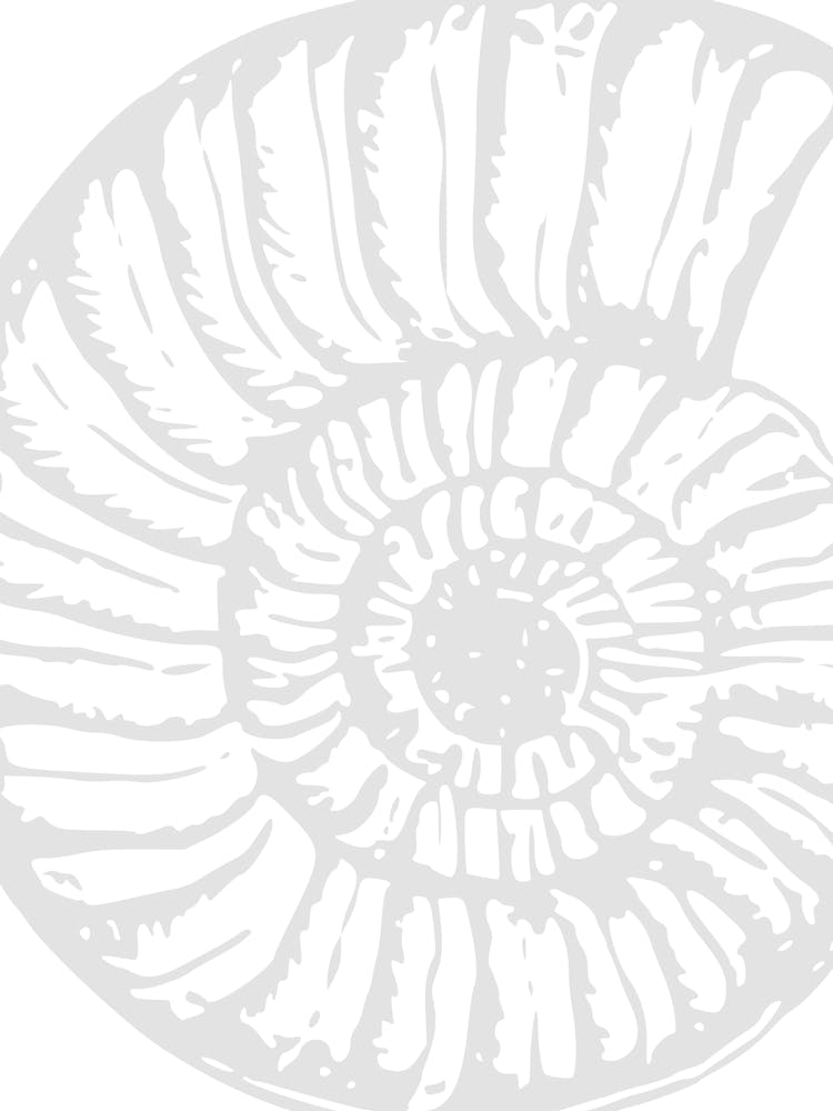 Ammonite Shell