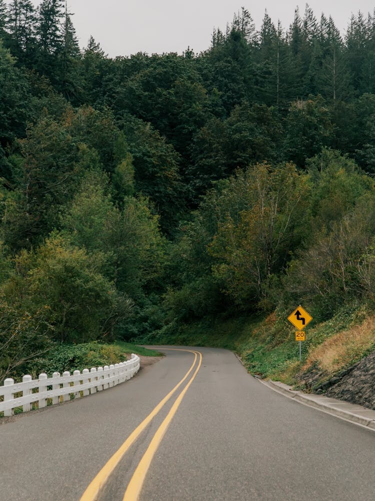 Driving into the Forest