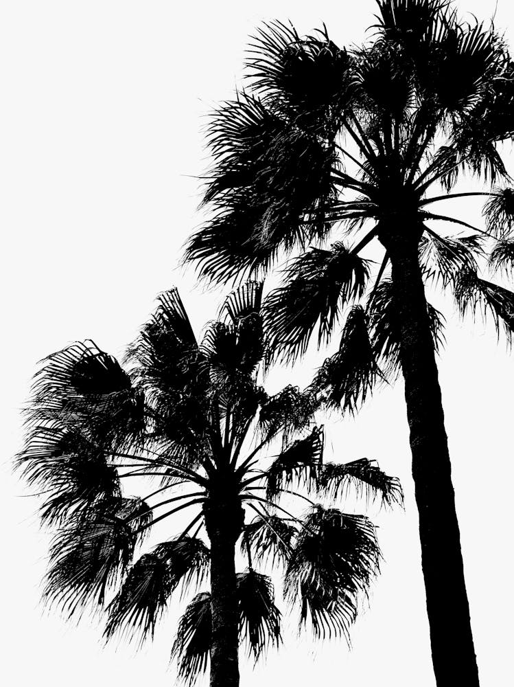 Palm Trees B&W_2251409
