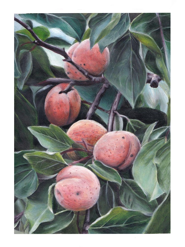 Peach Tree