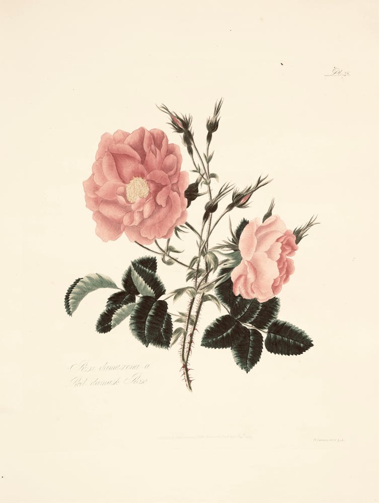 Roses 5