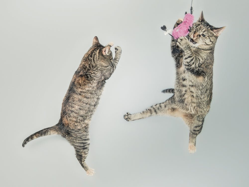 Die springenden Katzen
