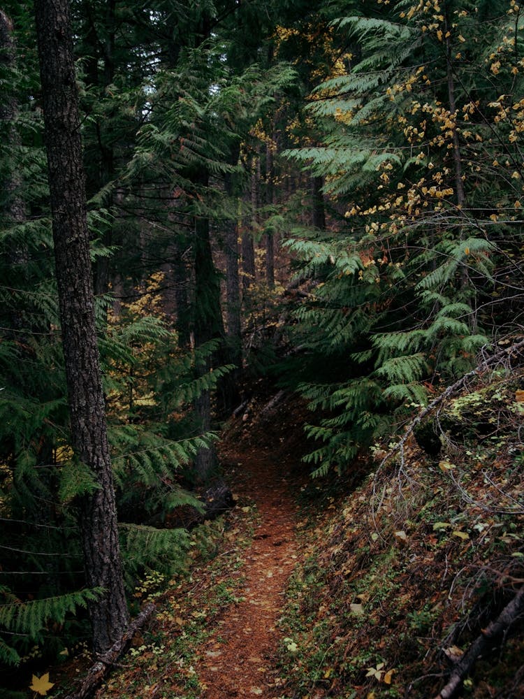 Fall Trail II