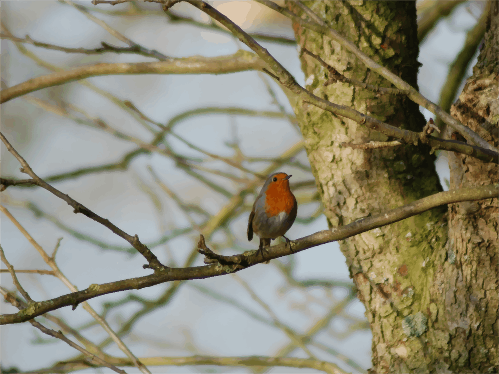 Robin in the Garden
