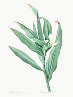 White Garland Lily Illustration From Les Liliacées (1805), Pierre Joseph Redoute