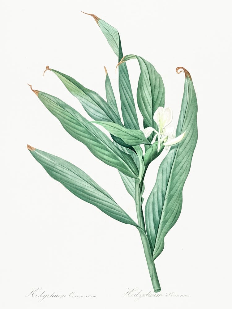 White Garland Lily Illustration From Les Liliacées (1805), Pierre Joseph Redoute