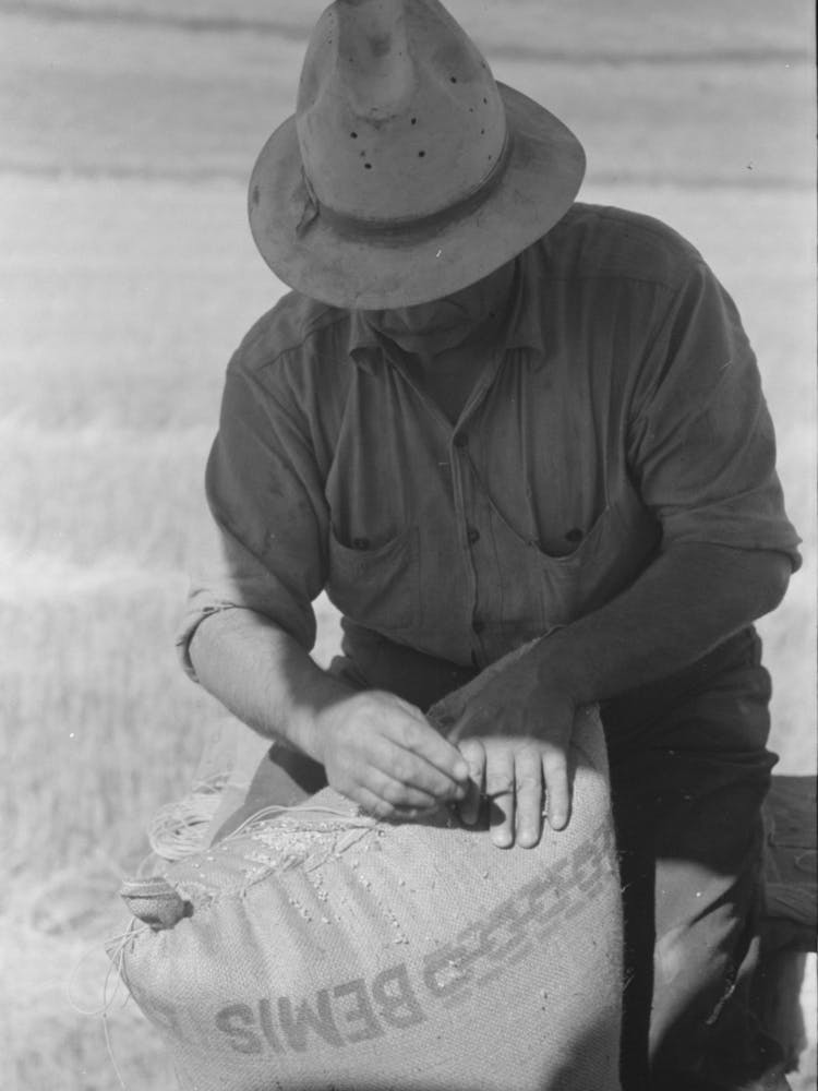 Sewing Sack Of Wheat On Combine, Walla Walla County, Washington By Russell Lee