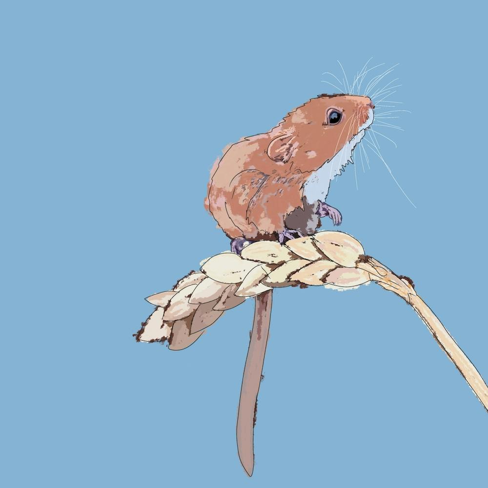 Harvey Mouse On A Stalk Of Wheat 