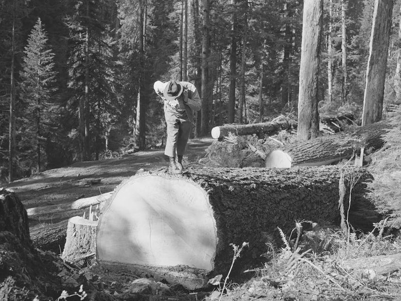 Long Bell Lumber Company, Cowlitz County, Washington, Timber Superintendent Inspecting Fallen Fir Tre