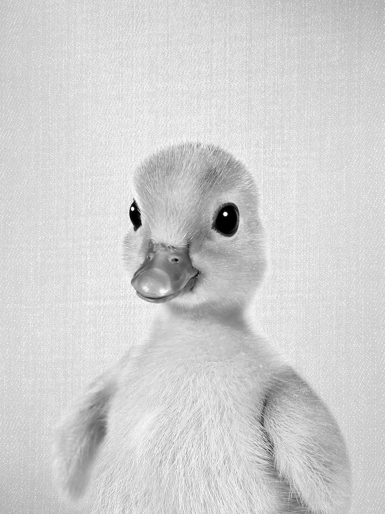 Duckling 2 - Black & White