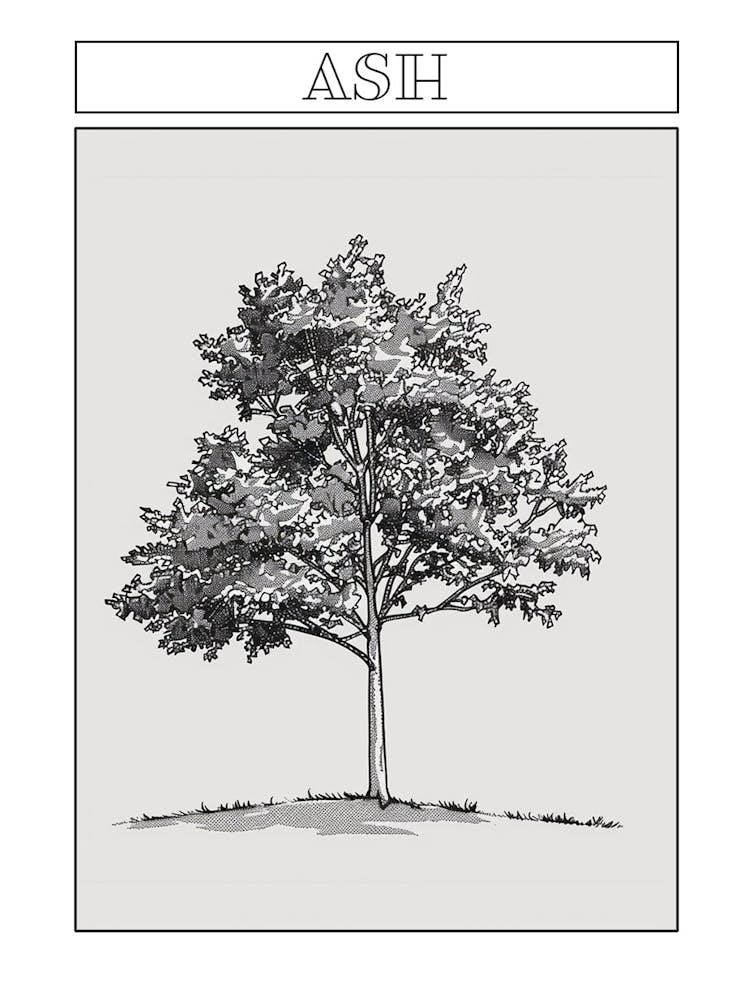 Ash Tree Minimalistic Drawing 1 Poster