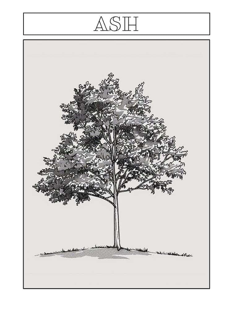 Ash Tree Minimalistic Drawing 1 Poster