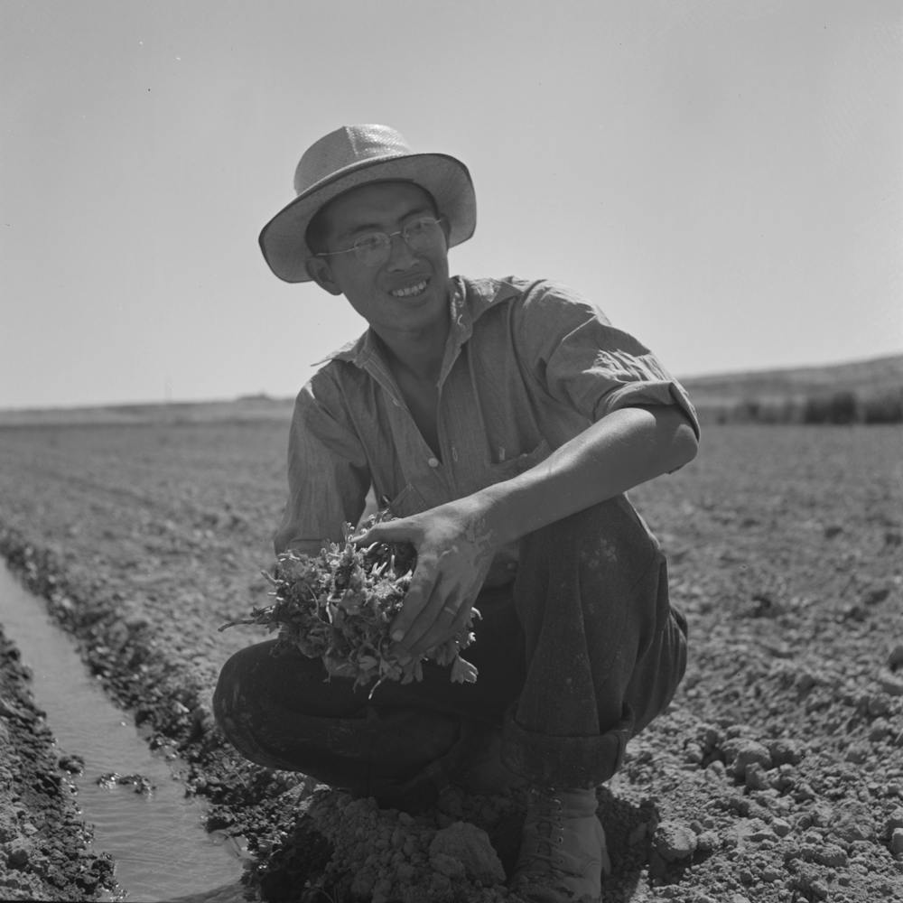 Untitled Photo, Possibly Related To Malheur County, Oregon, Japanese Americans Transplanting Celery By
