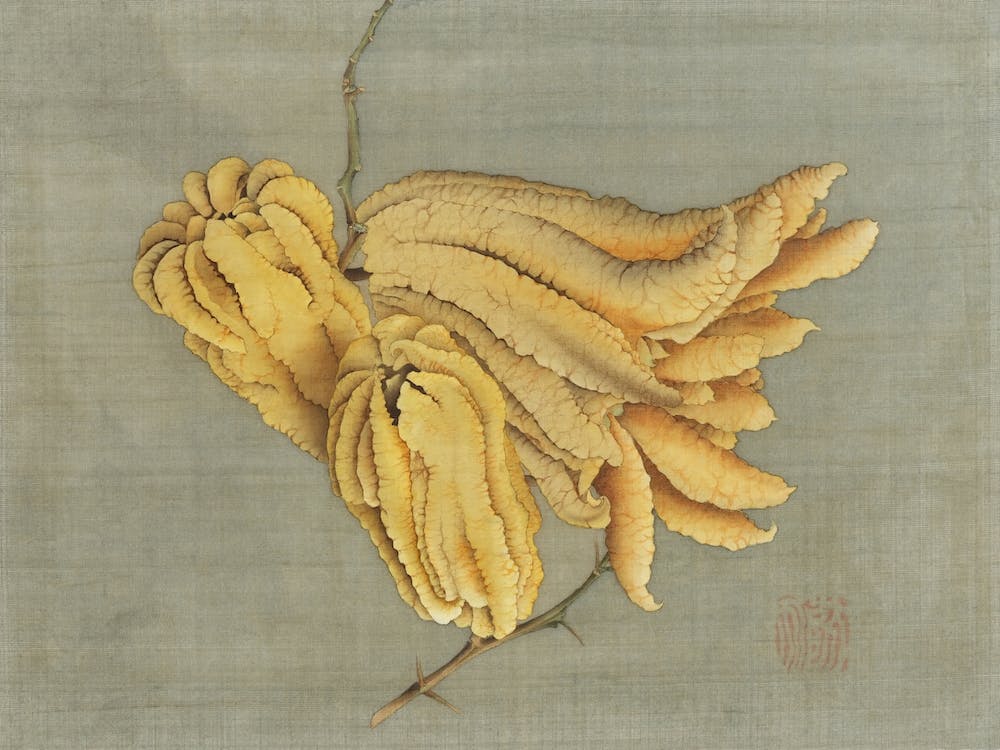 Buddha's Hand Citron, Katsushika Hokusai