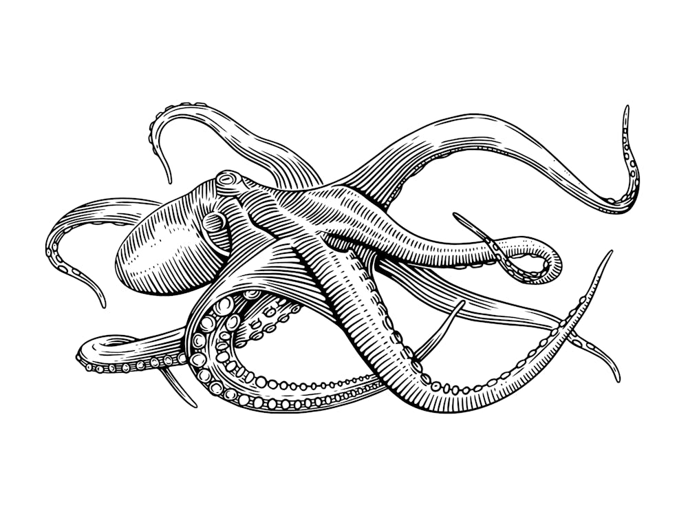 Octopus Illustration - Ocean Wildlife