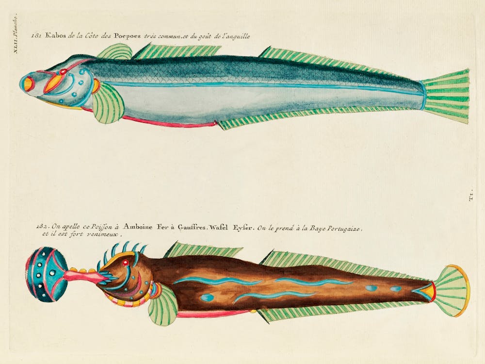 Colourful And Surreal Illustrations Of Fishes Found In Moluccas (Indonesia) And The East Indies, Louis Renard(100)