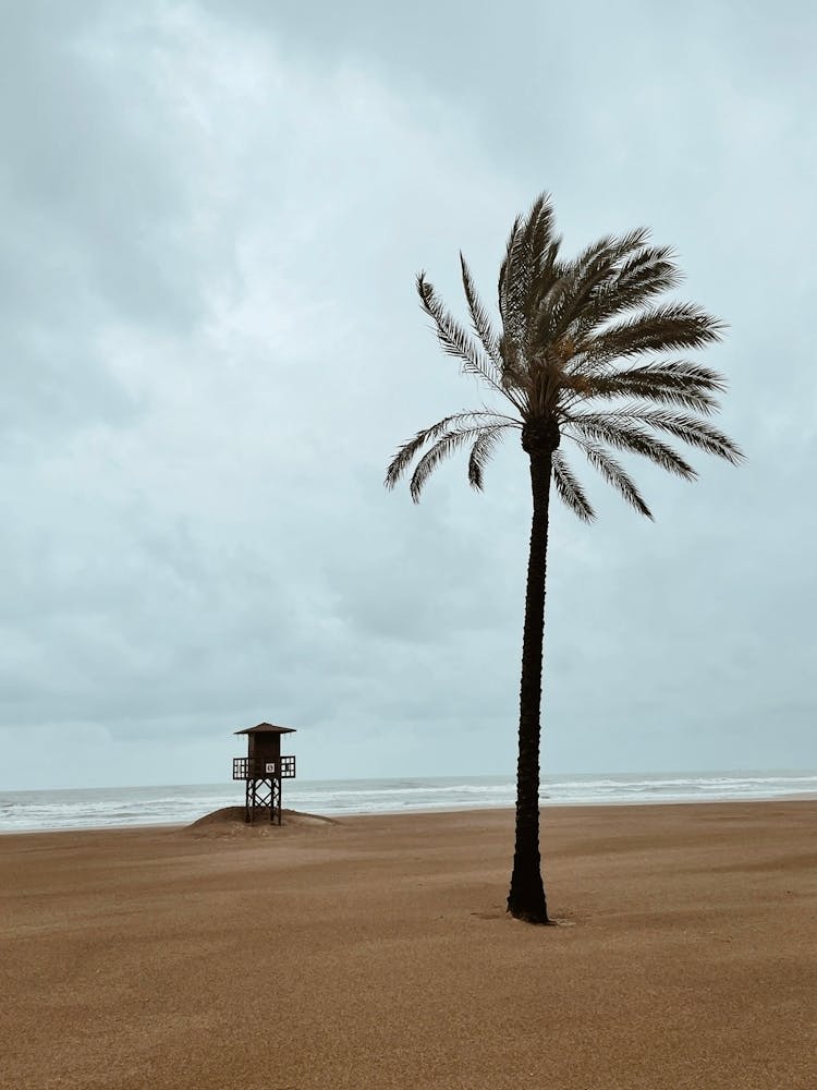 Palm Tree On The Beach, Cullera, Valencia