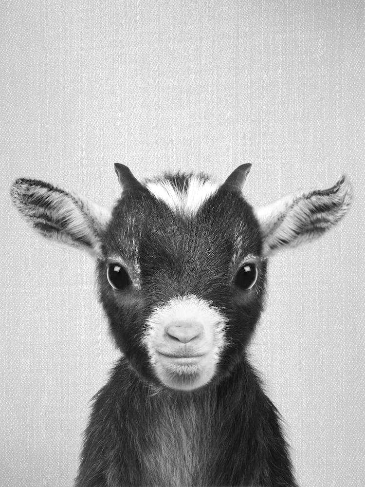 Baby Goat - Black & White