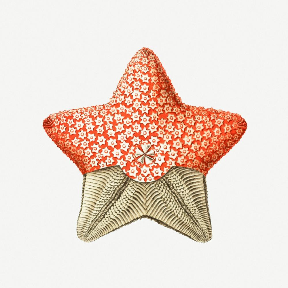 Vintage Starfish, Ernst Haeckel