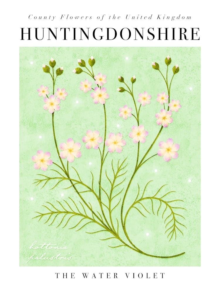 UK County Flowers Huntingdonshire Water Violet