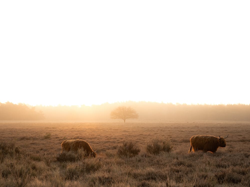 Highlander Cows With Sunrise