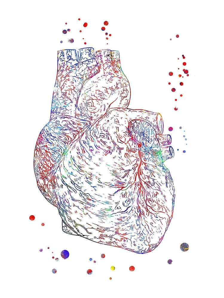 Heart Anatomy Art