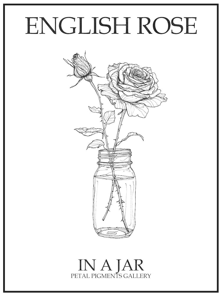 English Rose In A Jar Line Drawing 1 Poster