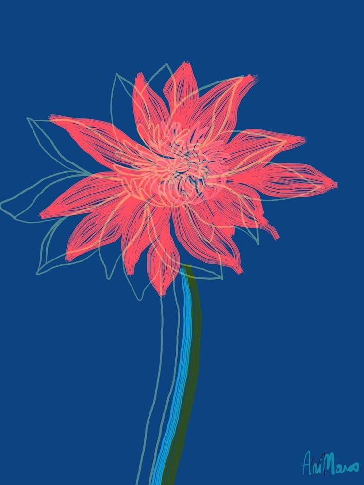 Pink Lotus flower