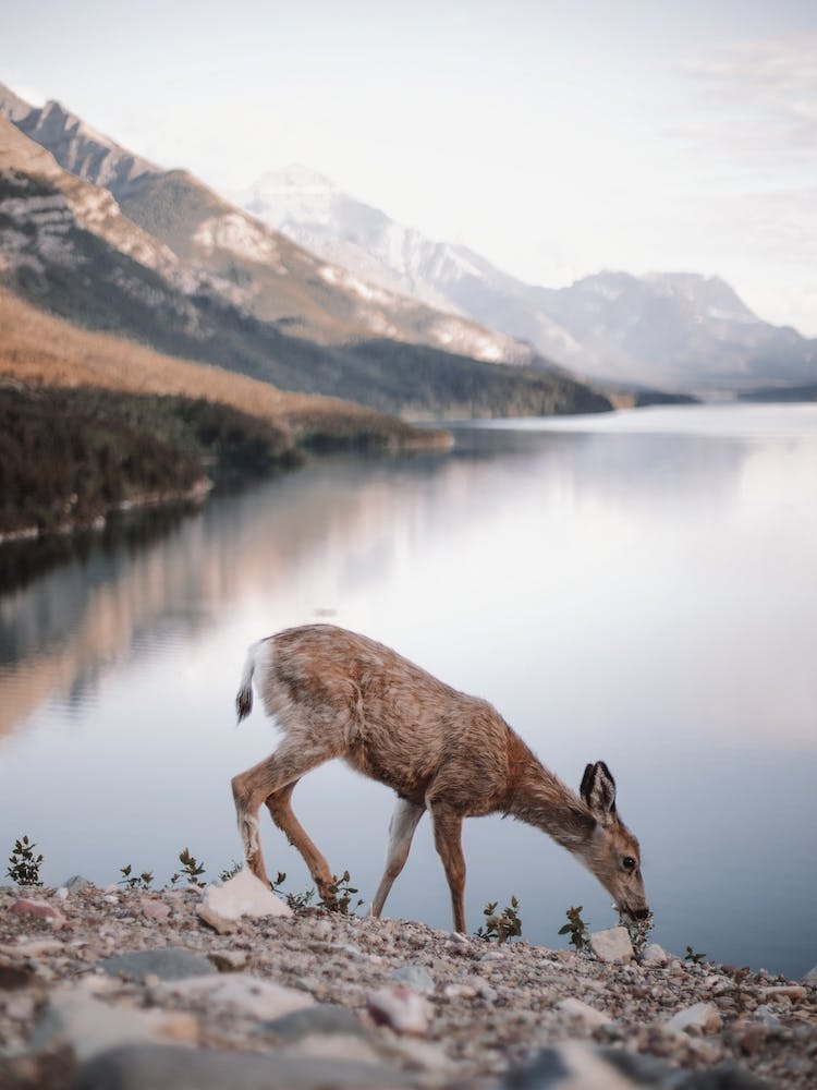 Scruffy Deer At Lake