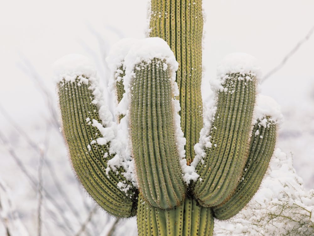 Snow Covered Saguaro