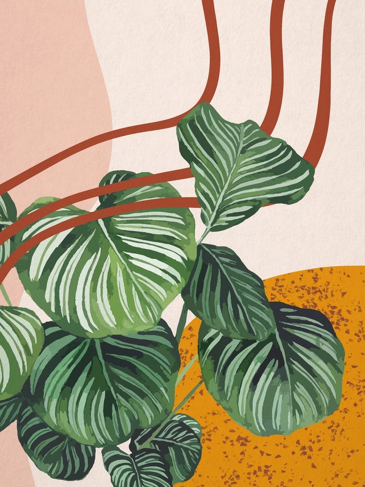 Abstract Shapes Calathea Orbifolia Plant