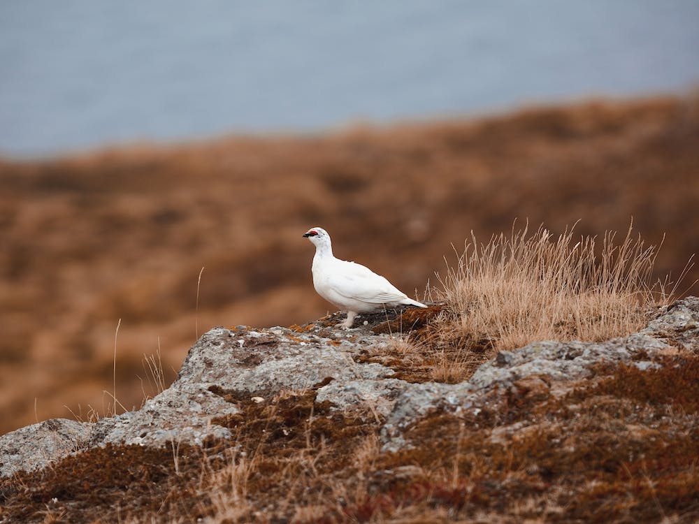 White Ptarmigan