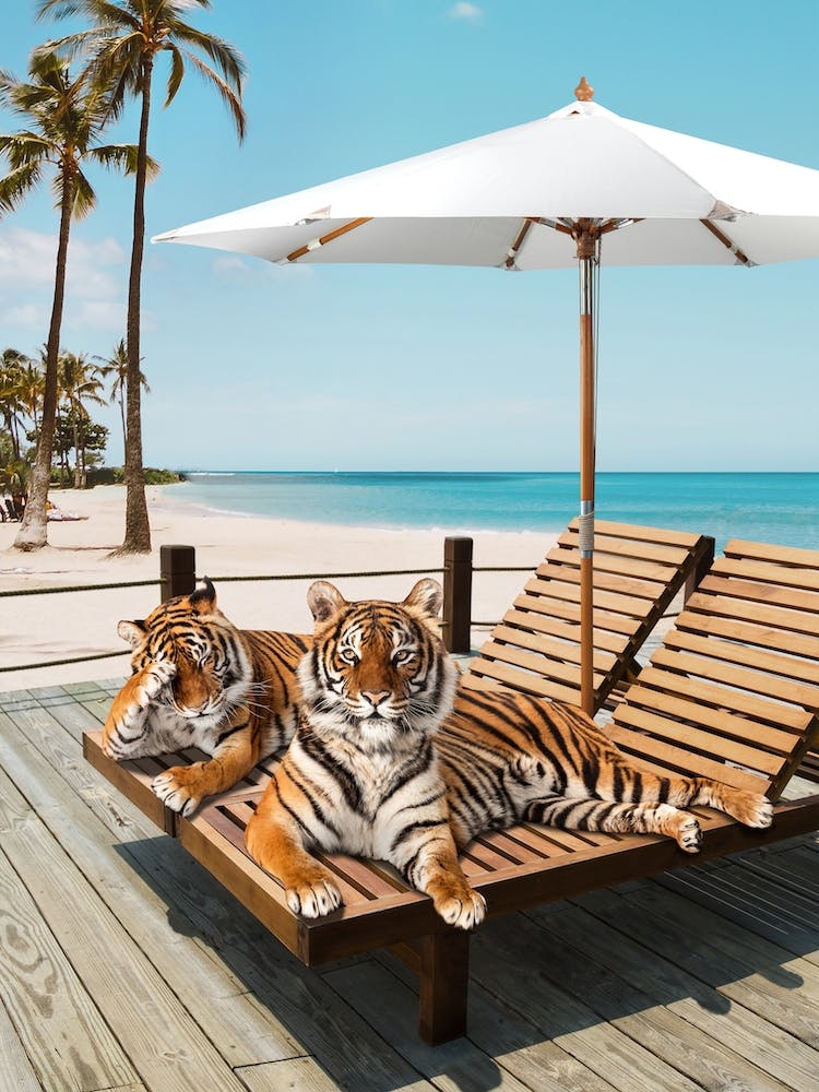 Tigers Tan Time