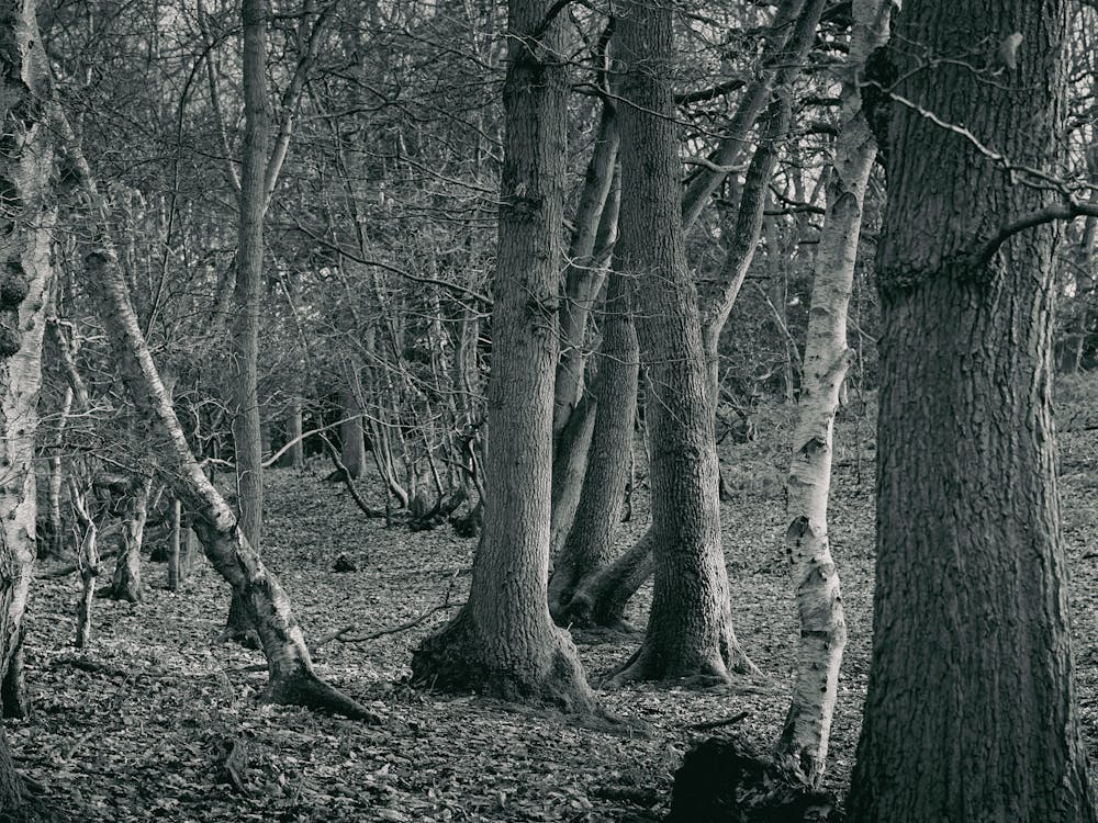 Birch Trees In The Woods