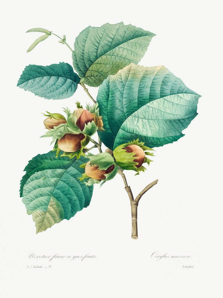 Hazelnut, Pierre Joseph Redouté