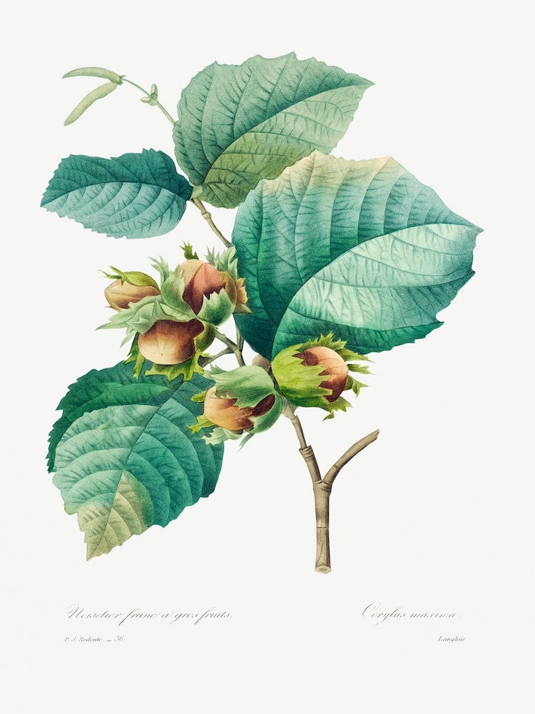 Hazelnut, Pierre Joseph Redouté