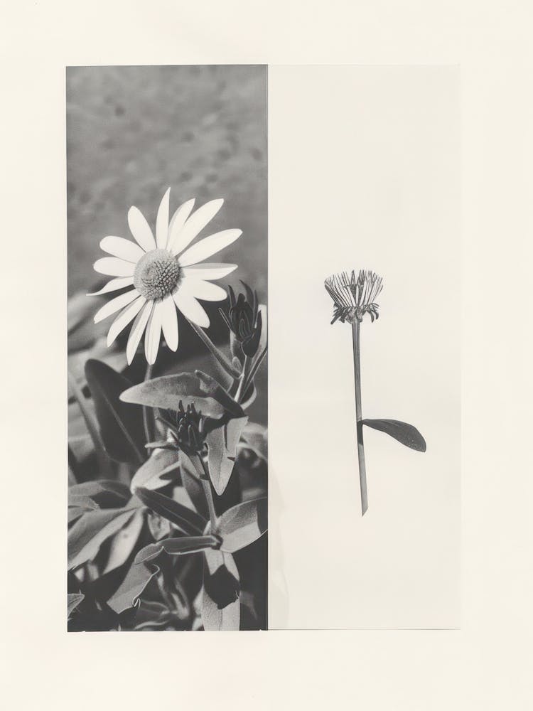 Daisy Flower Photo Collage 8