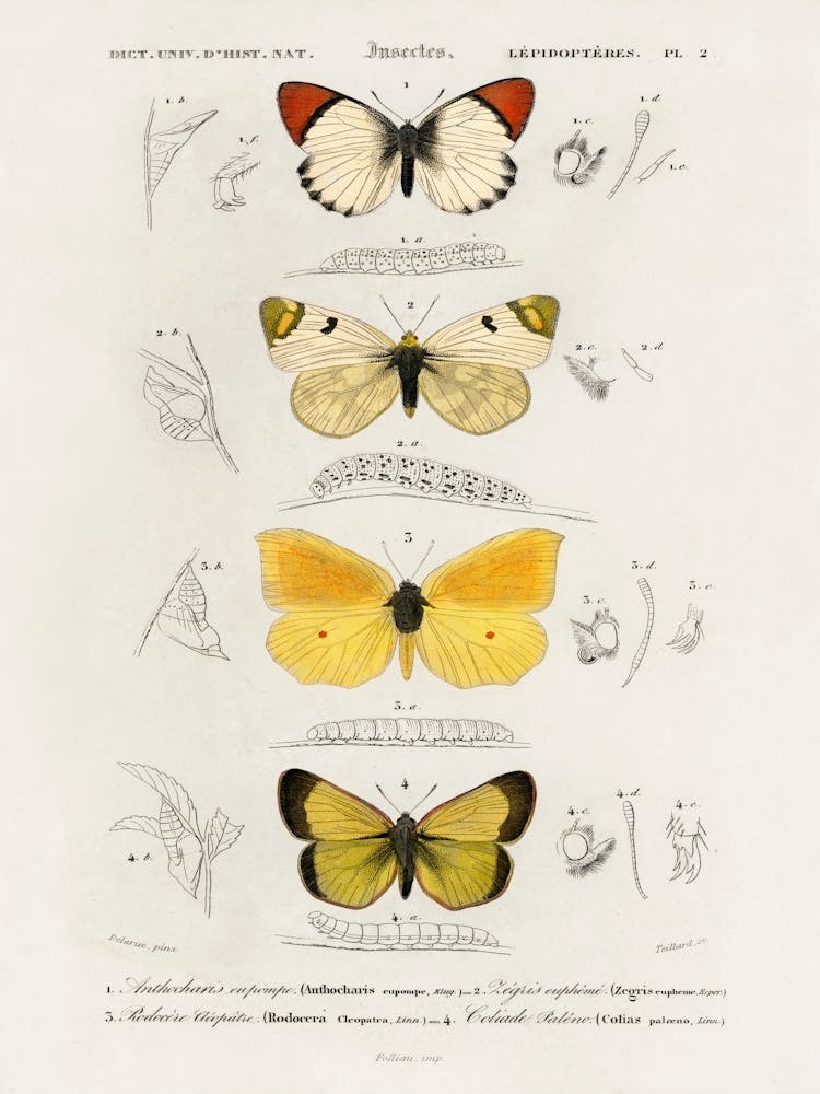 Different Types Of Butterfly, Charles Dessalines D'Orbigny
