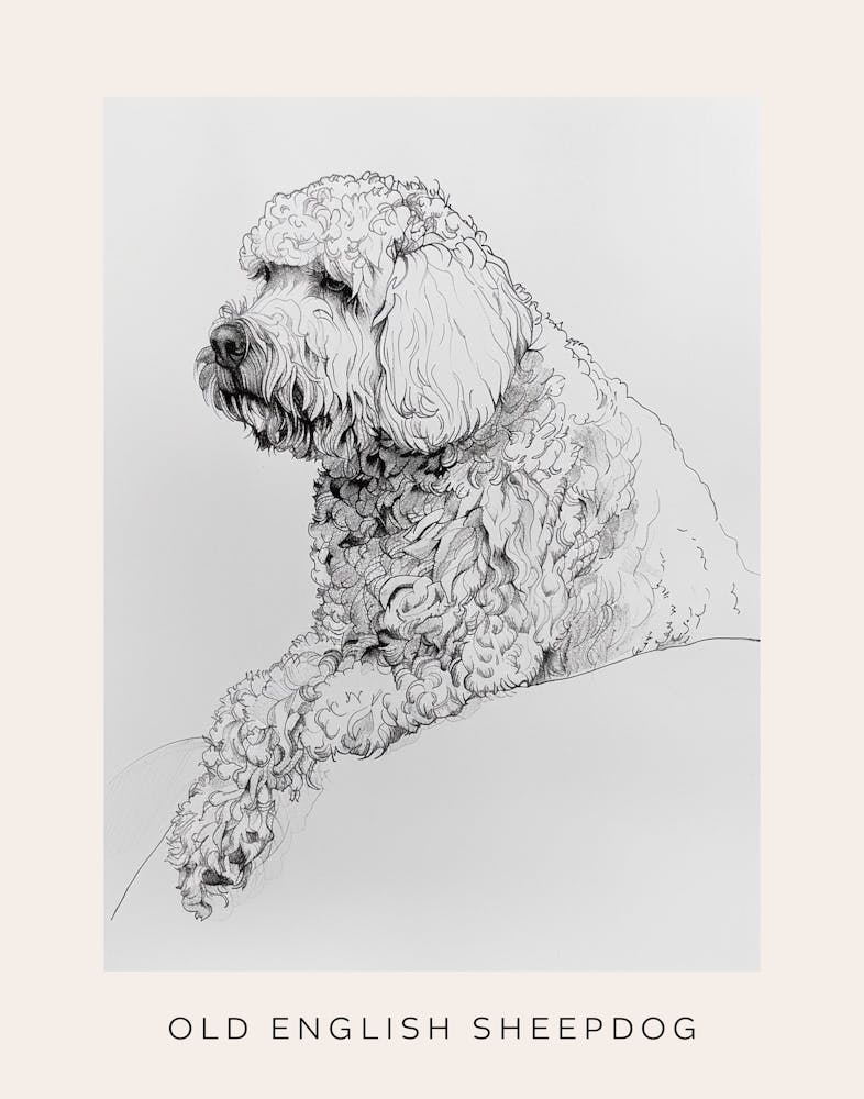 Old English Sheepdog Line Sketch 3 Poster