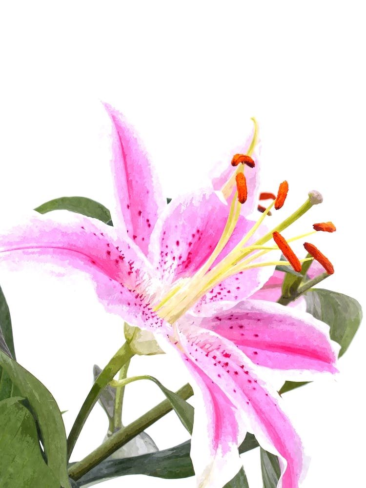 Pink Lily Flower Illustration