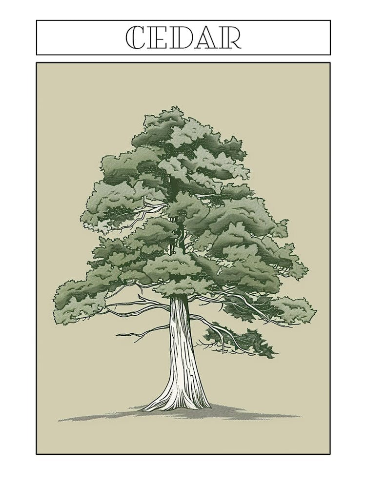 Cedar Tree Minimalistic Drawing 4 Poster